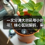 一文分清大巴花与小巴花!核心区别解析,采购避坑必看(图3) 一文分清大巴花与小巴花!核心区别解析,采购避坑必看(图3)