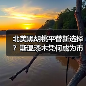 北美黑胡桃平替新选择?斯温漆木凭何成为市场新宠(图4) 北美黑胡桃平替新选择?斯温漆木凭何成为市场新宠(图4)