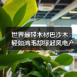 世界最轻木材巴沙木:轻如鸿毛却撑起风电产业半边天(图4) 世界最轻木材巴沙木:轻如鸿毛却撑起风电产业半边天(图4)