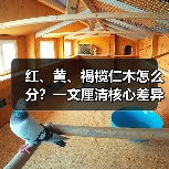 红、黄、褐榄仁木怎么分？一文厘清核心差异与应用边界