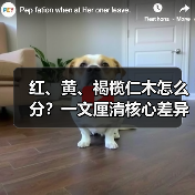 红、黄、褐榄仁木怎么分？一文厘清核心差异与应用边界（图3）