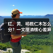 红、黄、褐榄仁木怎么分？一文厘清核心差异与应用边界