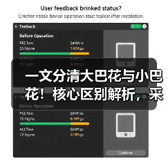 一文分清大巴花与小巴花！核心区别解析，采购避坑必看（图2）