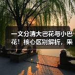 一文分清大巴花与小巴花！核心区别解析，采购避坑必看（图3）
