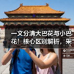 一文分清大巴花与小巴花！核心区别解析，采购避坑必看（图3）