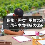 揭秘“黑檀”平替优选:风车木为何成大板茶桌高端材质新宠?(图2) 揭秘“黑檀”平替优选:风车木为何成大板茶桌高端材质新宠?(图2)