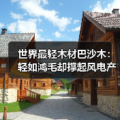 世界最轻木材巴沙木:轻如鸿毛却撑起风电产业半边天(图2) 世界最轻木材巴沙木:轻如鸿毛却撑起风电产业半边天(图2)