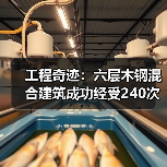 工程奇迹：六层木钢混合建筑成功经受240次地震模拟