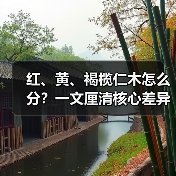 红、黄、褐榄仁木怎么分?一文厘清核心差异与应用边界(图1) 红、黄、褐榄仁木怎么分?一文厘清核心差异与应用边界(图1)