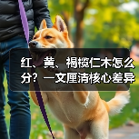 红、黄、褐榄仁木怎么分?一文厘清核心差异与应用边界(图2) 红、黄、褐榄仁木怎么分?一文厘清核心差异与应用边界(图2)