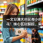 一文分清大巴花与小巴花!核心区别解析,采购避坑必看(图1) 一文分清大巴花与小巴花!核心区别解析,采购避坑必看(图1)