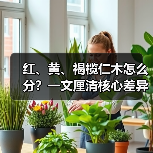 红、黄、褐榄仁木怎么分?一文厘清核心差异与应用边界(图2) 红、黄、褐榄仁木怎么分?一文厘清核心差异与应用边界(图2)