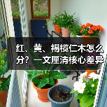 红、黄、褐榄仁木怎么分?一文厘清核心差异与应用边界(图3) 红、黄、褐榄仁木怎么分?一文厘清核心差异与应用边界(图3)