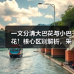 一文分清大巴花与小巴花!核心区别解析,采购避坑必看(图4) 一文分清大巴花与小巴花!核心区别解析,采购避坑必看(图4)