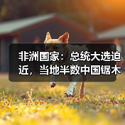 非洲国家：总统大选迫近，当地半数中国锯木厂关停（图2）