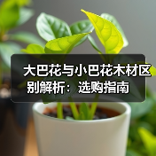大巴花与小巴花木材区别解析:选购指南(图2) 大巴花与小巴花木材区别解析:选购指南(图2)
