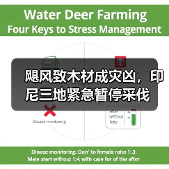 飓风致木材成灾凶,印尼三地紧急暂停采伐(图3) 飓风致木材成灾凶,印尼三地紧急暂停采伐(图3)