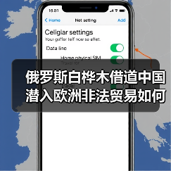 俄罗斯白桦木借道中国潜入欧洲非法贸易如何暗流涌动?(图3) 俄罗斯白桦木借道中国潜入欧洲非法贸易如何暗流涌动?(图3)