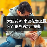 大巴花VS小巴花怎么区分？采购避坑全解析（图2）