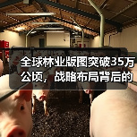 全球林业版图突破35万公顷，战略布局背后的扩张密码（图4）