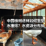 中国植树造林如何重塑水循环？水资源分布悄然改变（图2）