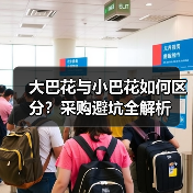 大巴花与小巴花如何区分?采购避坑全解析(图4) 大巴花与小巴花如何区分?采购避坑全解析(图4)