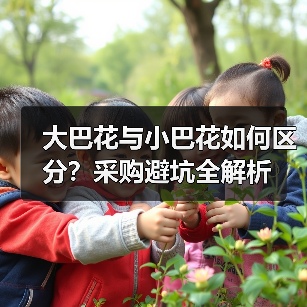 大巴花与小巴花如何区分?采购避坑全解析(图3) 大巴花与小巴花如何区分?采购避坑全解析(图3)