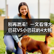 别再混淆!一文看懂大巴花VS小巴花的4大核心区别(图2) 别再混淆!一文看懂大巴花VS小巴花的4大核心区别(图2)