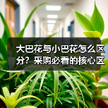 大巴花与小巴花怎么区分？采购必看的核心区别解析