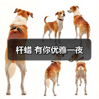 杆蜡 有你优雅一夜
