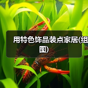 用特色饰品装点家居(组图)（图1）