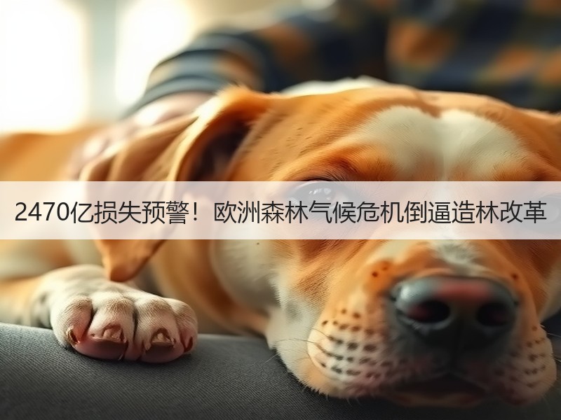 2470亿损失预警！欧洲森林气候危机倒逼造林改革